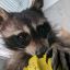 Raccoons smashed a cafe in Russia