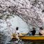Sakura blossomed ahead of schedule in Japan this year
