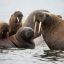 A natural park for the protection of walruses was created in Yamal