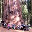 Tourists in Spain banned from hugging sequoias