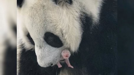 The cub of a big panda was born in the Moscow Zoo