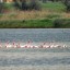 В Крым вернулись розовые фламинго
