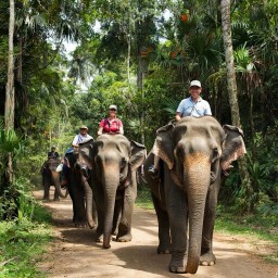 Запрет прогулок на слонах в Индонезии