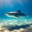 В Египте следить за акулами будут со спутника