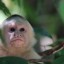 В России выявлен первый случай оспы обезьян