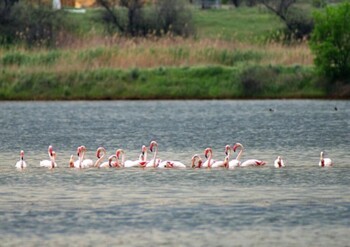 В Крым вернулись розовые фламинго